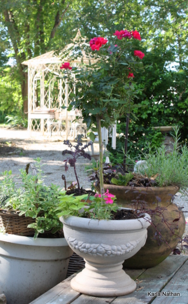 New plants 039