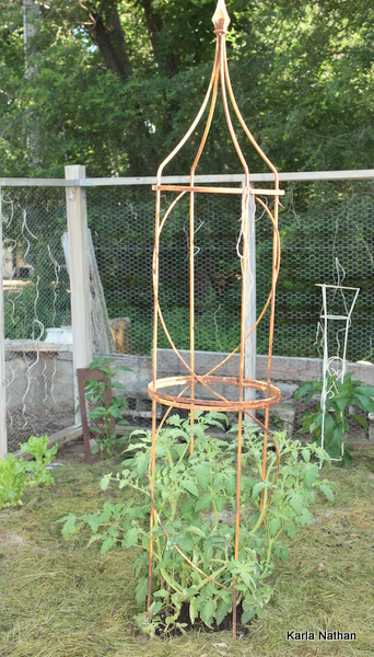 New plants 013