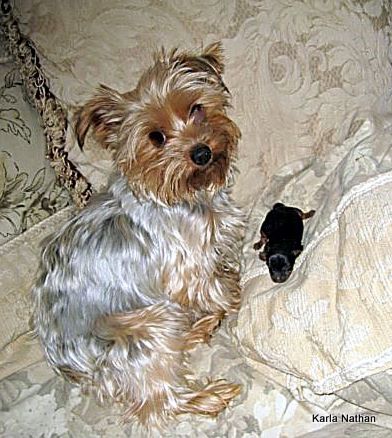 Puppies! 041