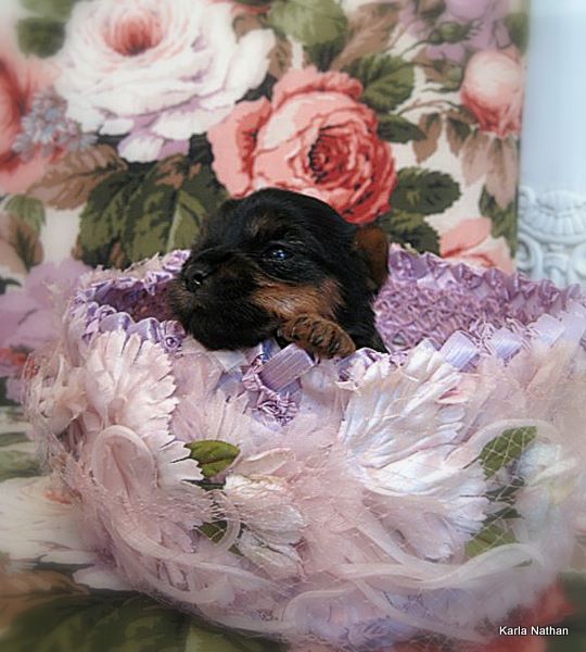 Puppies! 161