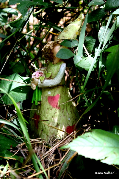 Fairyberrytrail 043