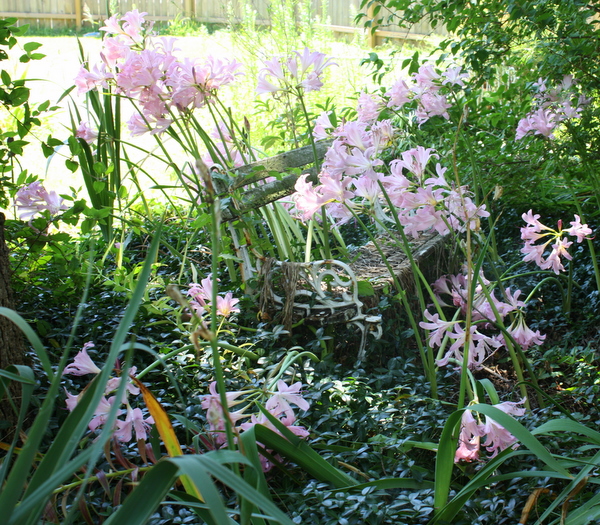 Aug flowers 046