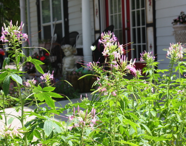 Aug flowers 067