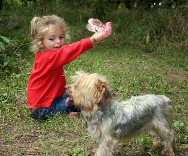 Bur dog 068