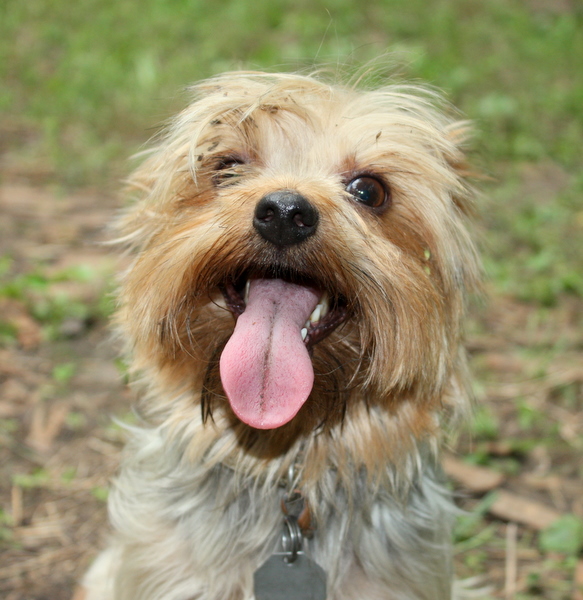 Bur dog 072