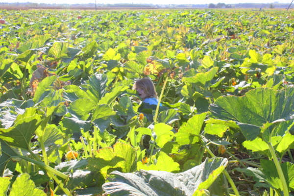 Punkinpatch09 015