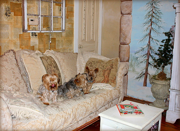 3dogs