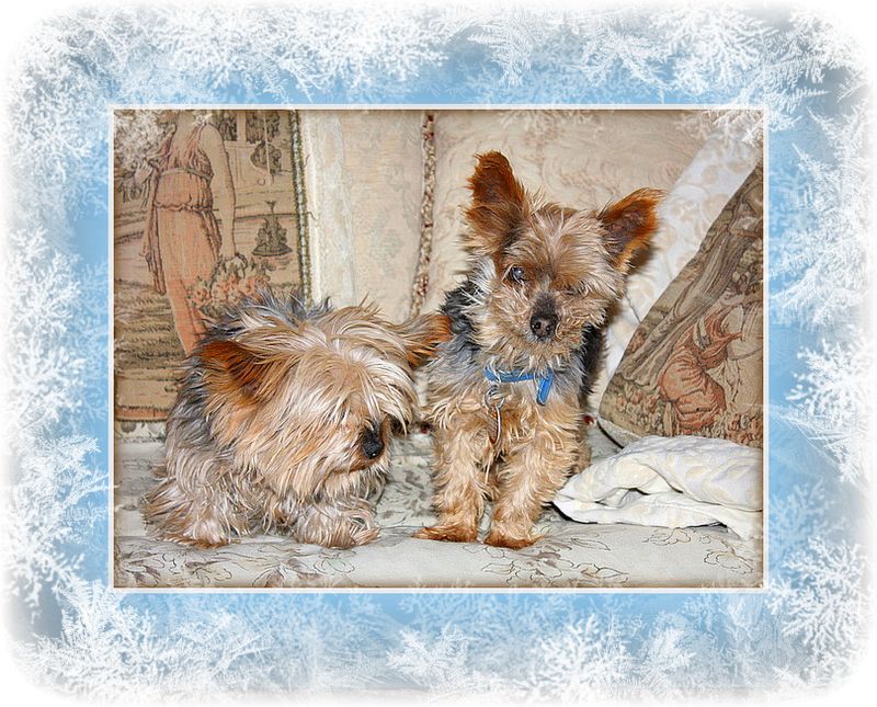 2dogs