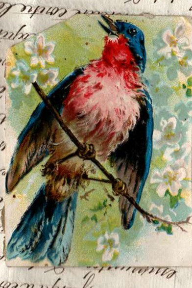 Robin