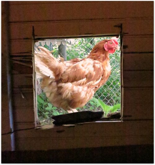 Mothers day hens 053