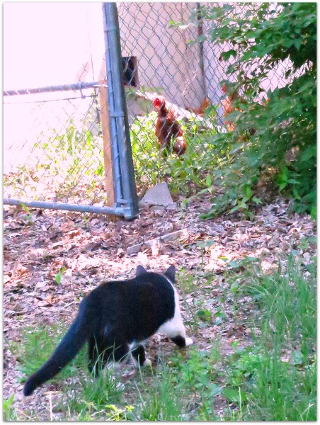 Mothers day hens 058
