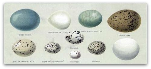Eggs