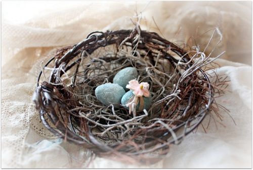 Eggs and nests 026