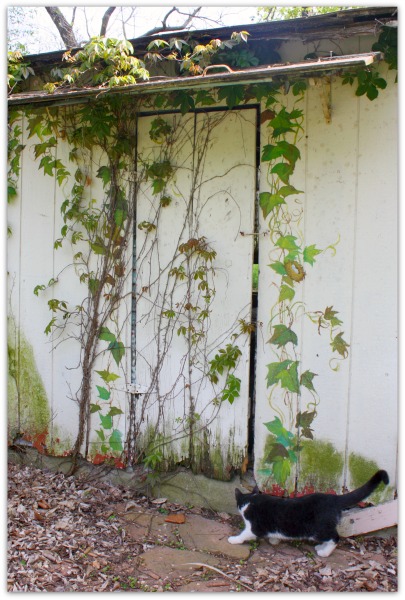 Cleaned up yard finished coop 039