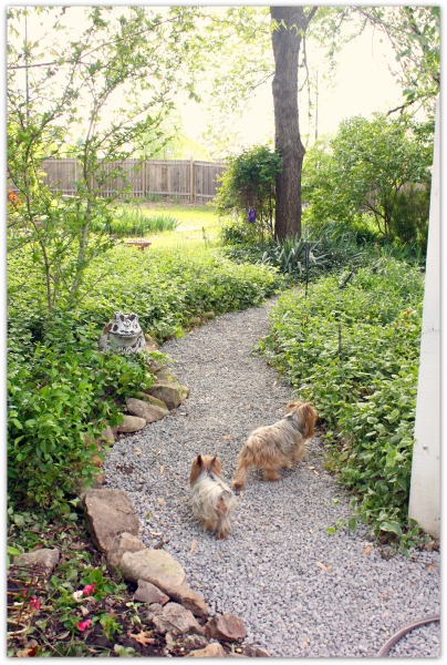 Cleaned up yard finished coop 049