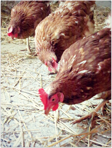 Mothers day hens 038