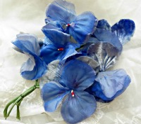 Blue pansy