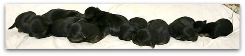 Babies 010
