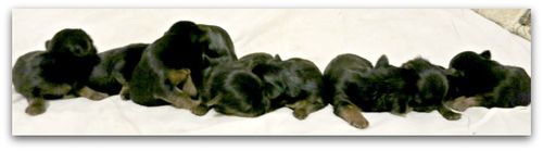 Babies 007