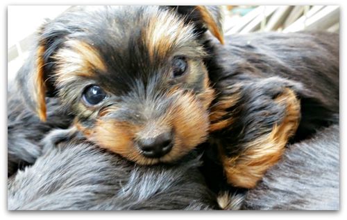 Oustide dogs 012