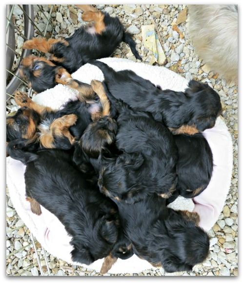 Oustide dogs 008