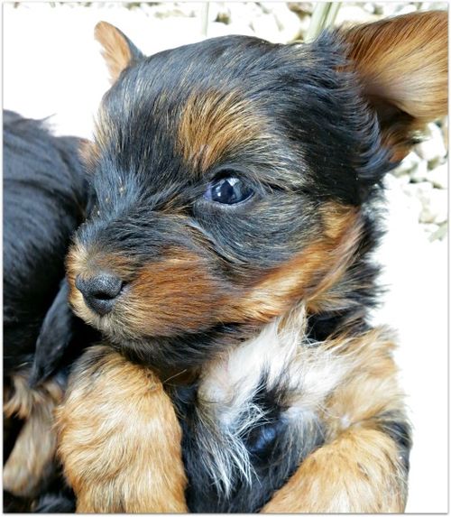 Oustide dogs 015