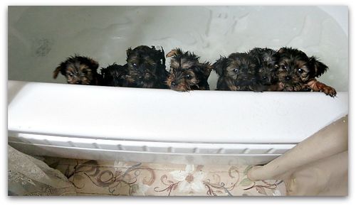 Bathtime 028