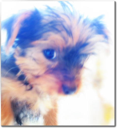 Pups and ttres 021