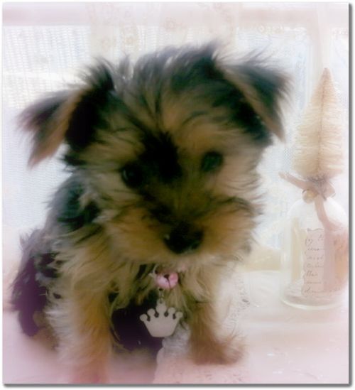 Pups and ttres 028