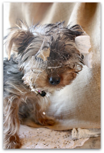 Dirtydog 004