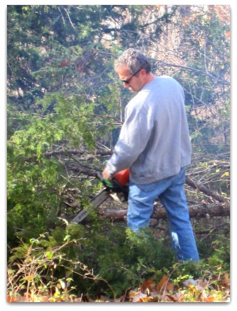 Cutting down a tree 024
