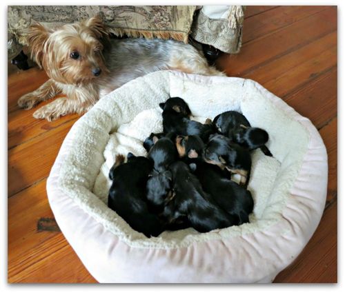 Babies 025