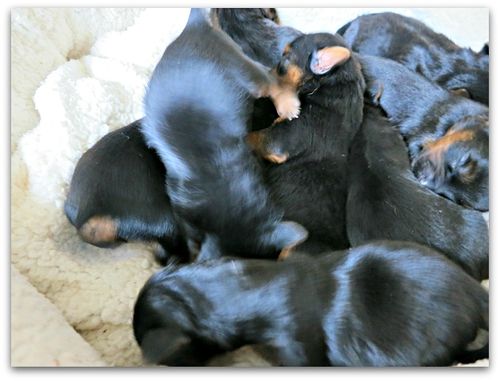 Babies 028