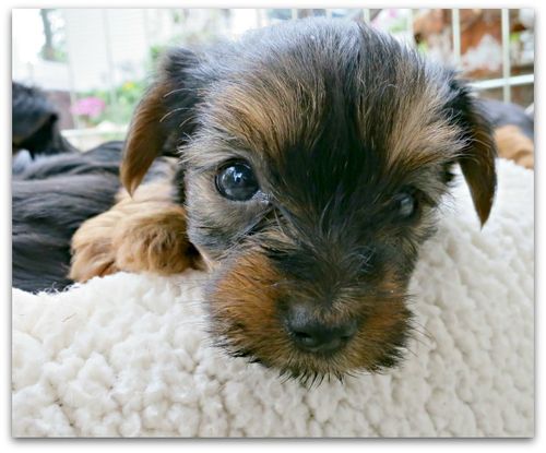 Oustide dogs 013