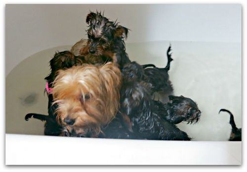 Bathtime 040