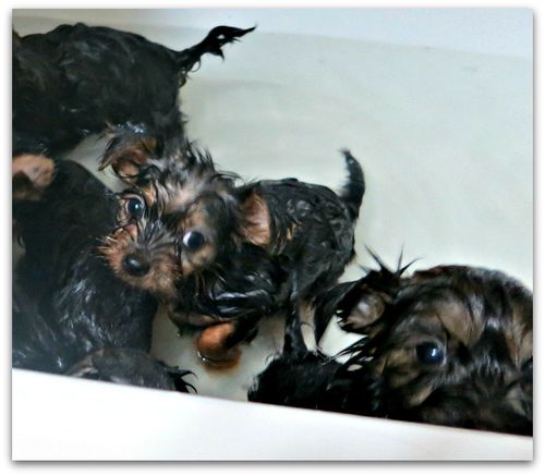 Bathtime 034