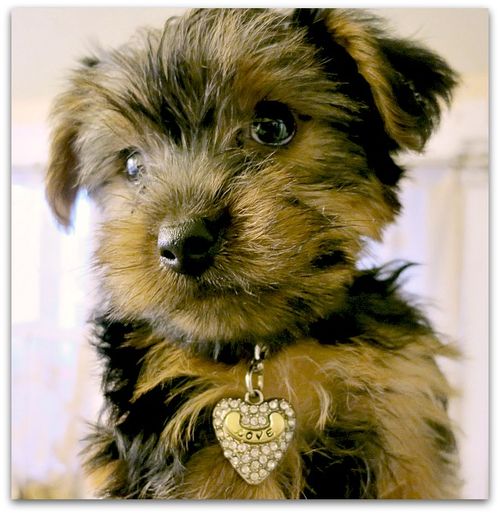 Puppy dinner party 034