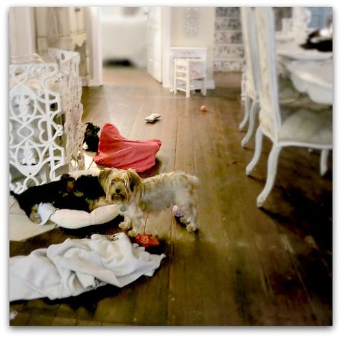 Puppy dinner party 017