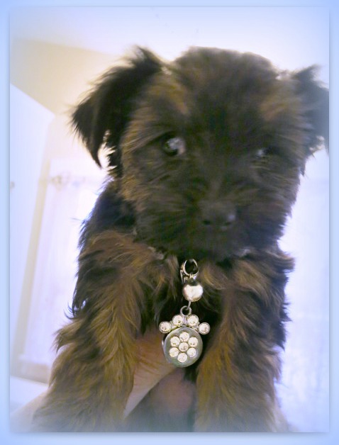 Puppy dinner party 036