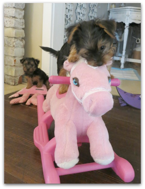 Pups and hats 001