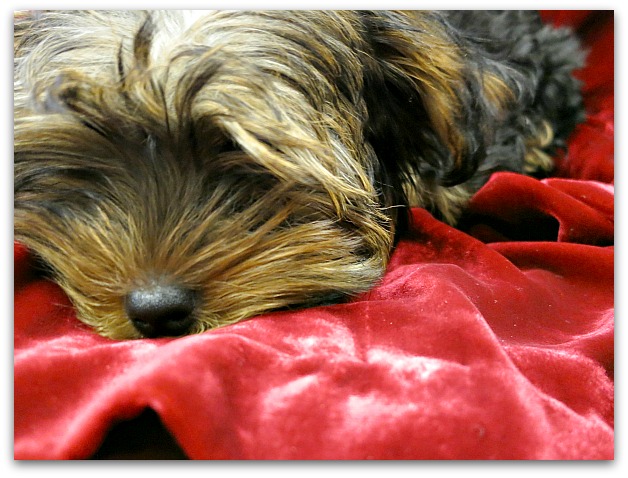Xmas 2012 055