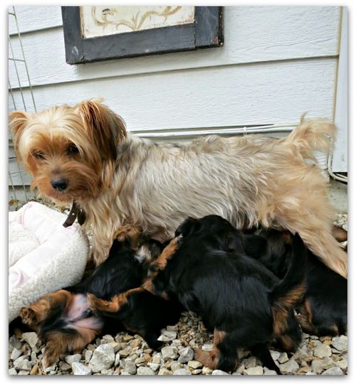 Oustide dogs 002