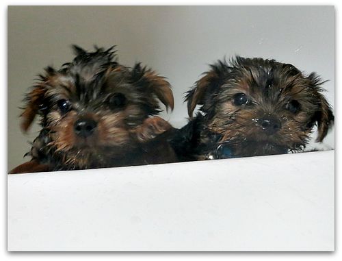 Bathtime 021