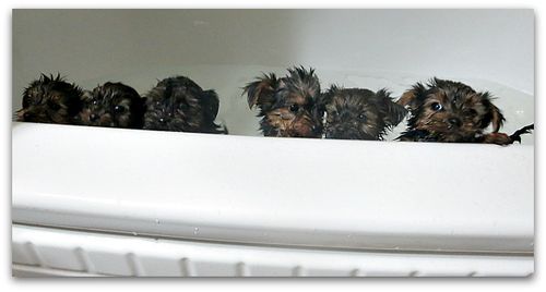 Bathtime 030