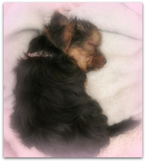 Puppy dinner party 023