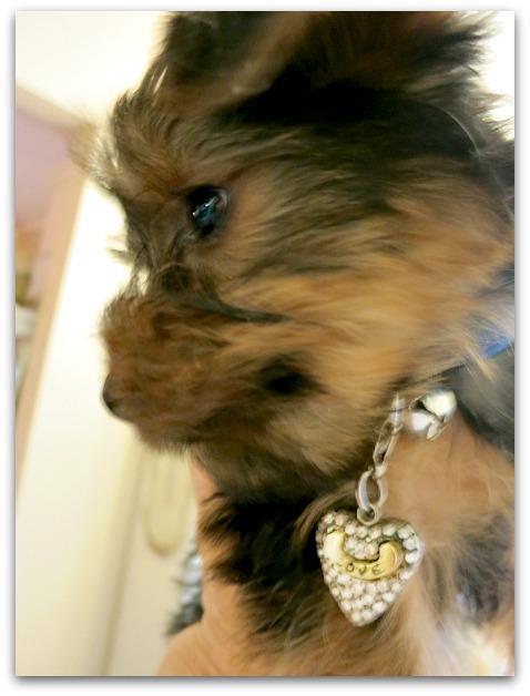 Puppy dinner party 035
