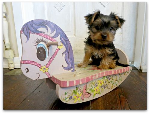 Pups and hats 004
