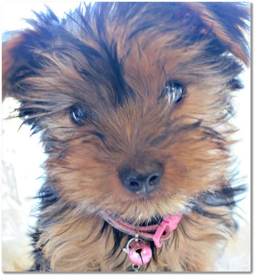 Pups and ttres 034