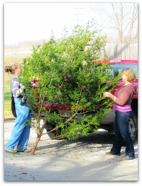 Cutting down a tree 030