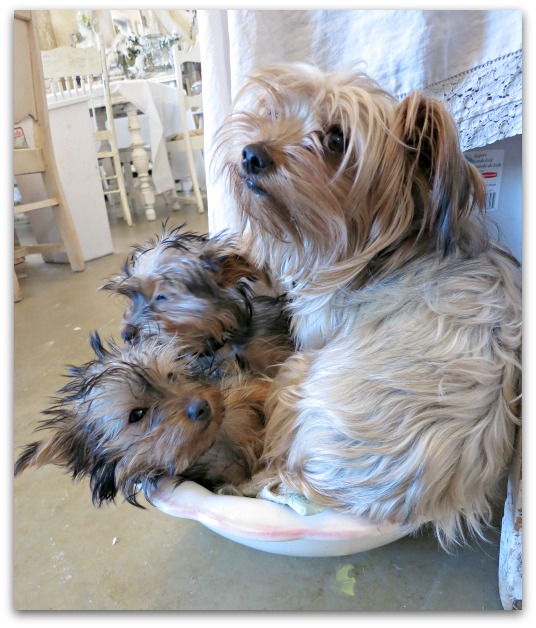BOWL O DOGS 008